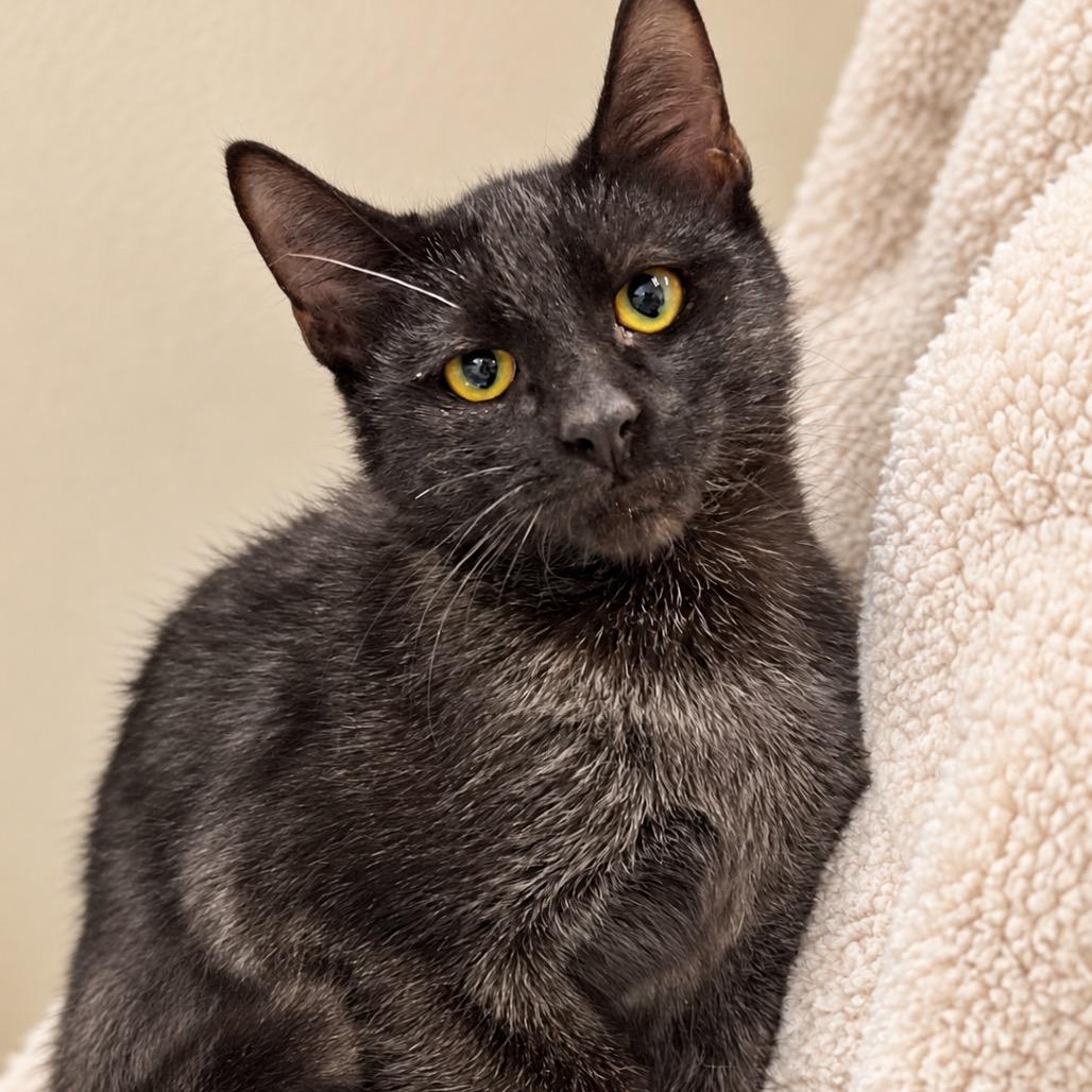 Enlarge Winnie, a Adoptable Domestic Short Hair in San Antonio, TX image 2/3