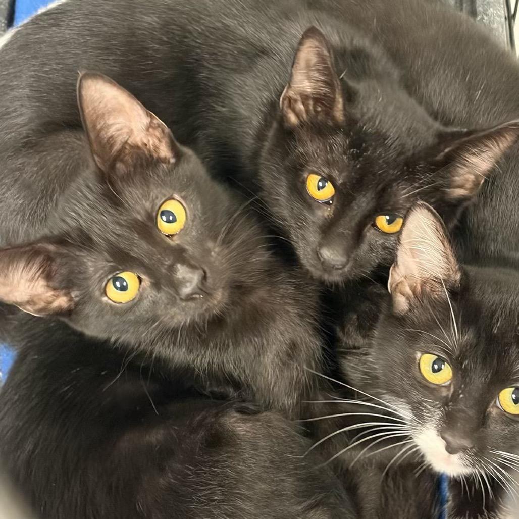 Enlarge Winnie, a Adoptable Domestic Short Hair in San Antonio, TX image 3/3
