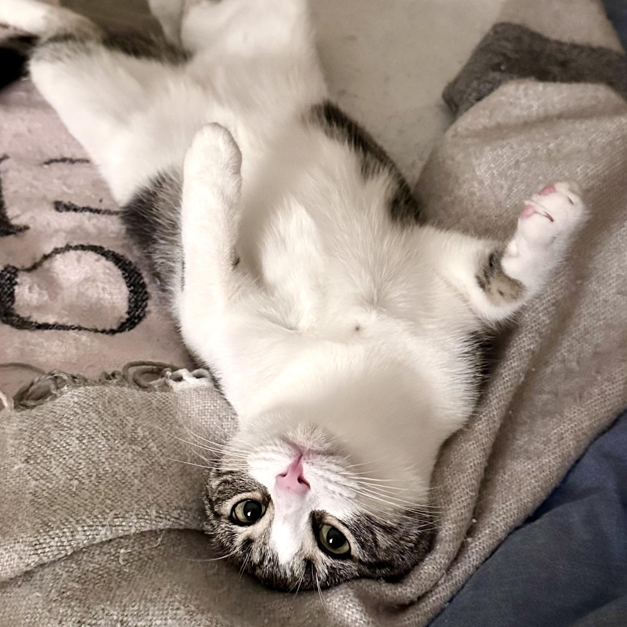 Misty, a Adoptable mixed breed in Sacramento, CA image 2/6