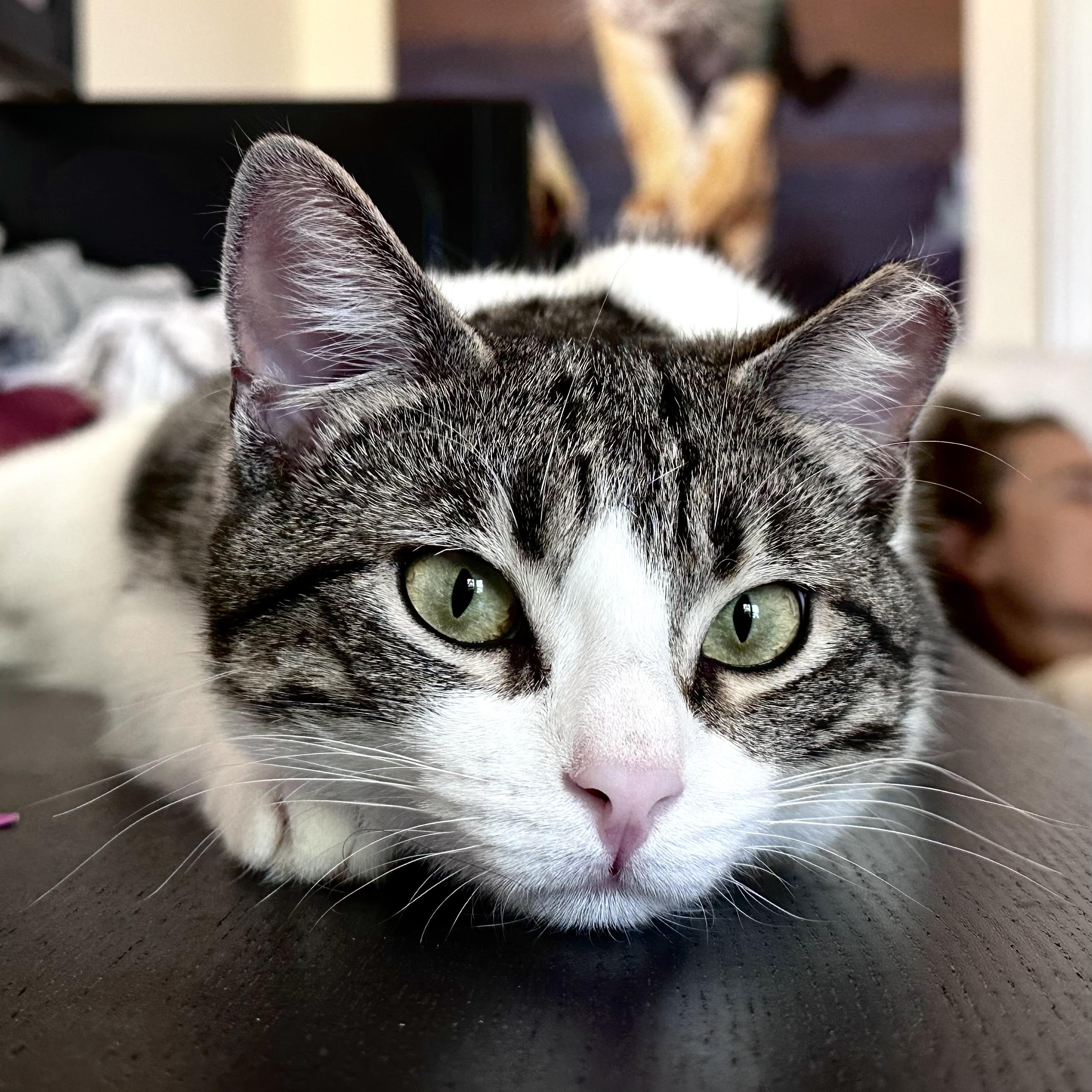 Misty, Adoptable, Young Female Tabby.