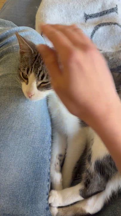 Enlarge Misty, a Adoptable mixed breed in Sacramento, CA video 3/6