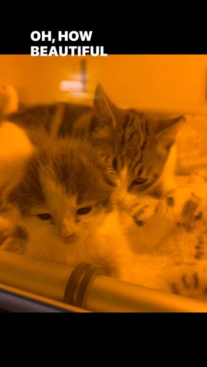 Enlarge Misty, a Adoptable mixed breed in Sacramento, CA video 4/6