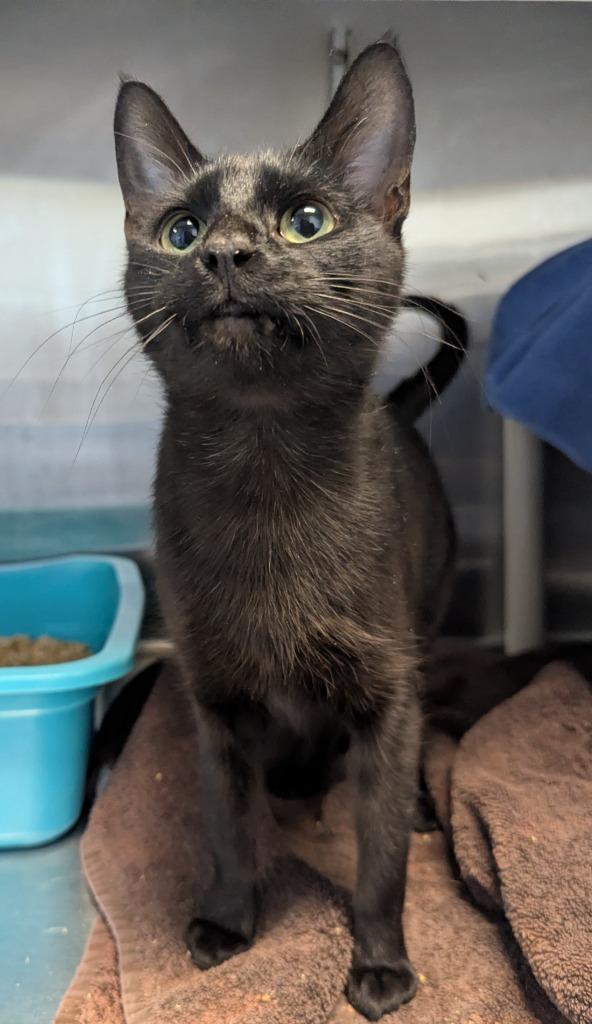 Enlarge Felicity, a Adoptable mixed breed in Barron, WI image 1/6