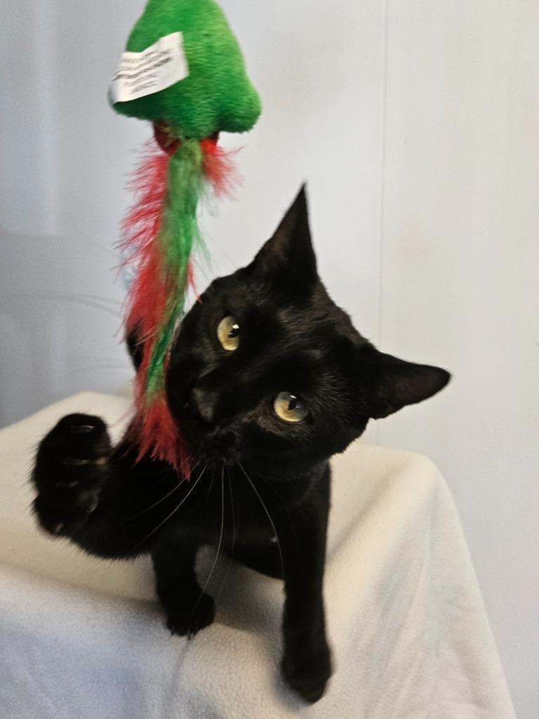 Enlarge Felix, a Adoptable mixed breed in Barron, WI image 2/6
