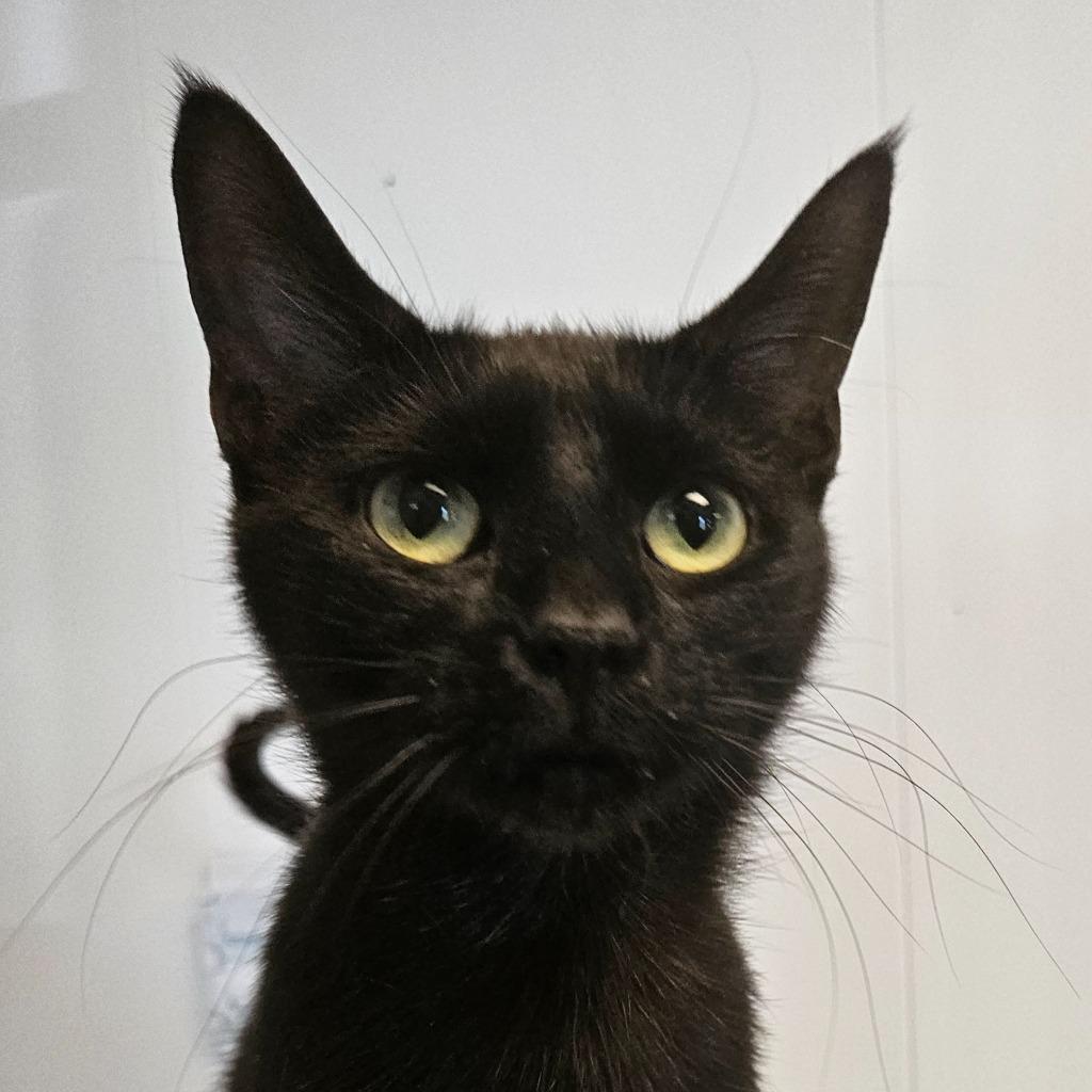 Enlarge Felix, a Adoptable mixed breed in Barron, WI image 3/6