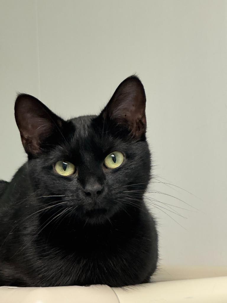 Enlarge Felicity (FKA Felix), a Adoptable mixed breed in Barron, WI image 3/6