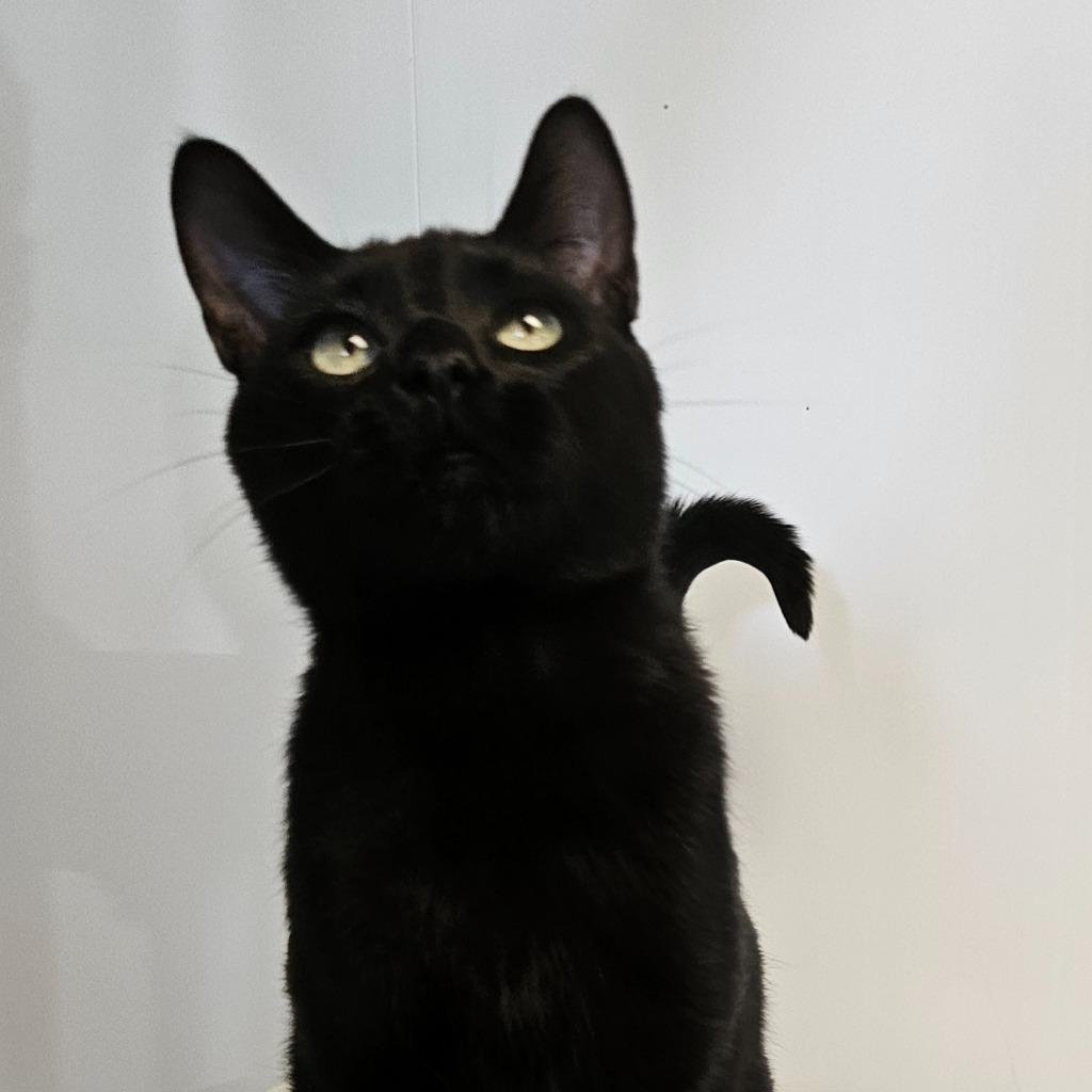 Enlarge Felix, a Adoptable mixed breed in Barron, WI image 4/6
