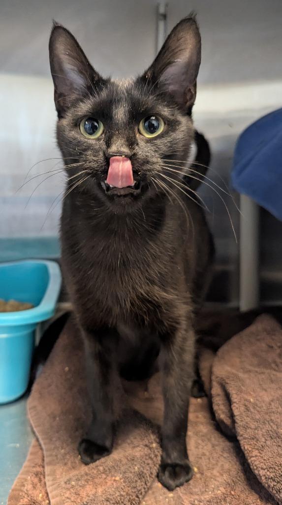 Enlarge Felix, a Adoptable mixed breed in Barron, WI image 5/6