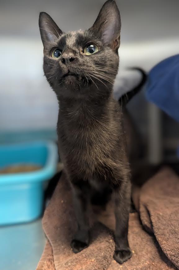 Enlarge Felix, a Adoptable mixed breed in Barron, WI image 6/6