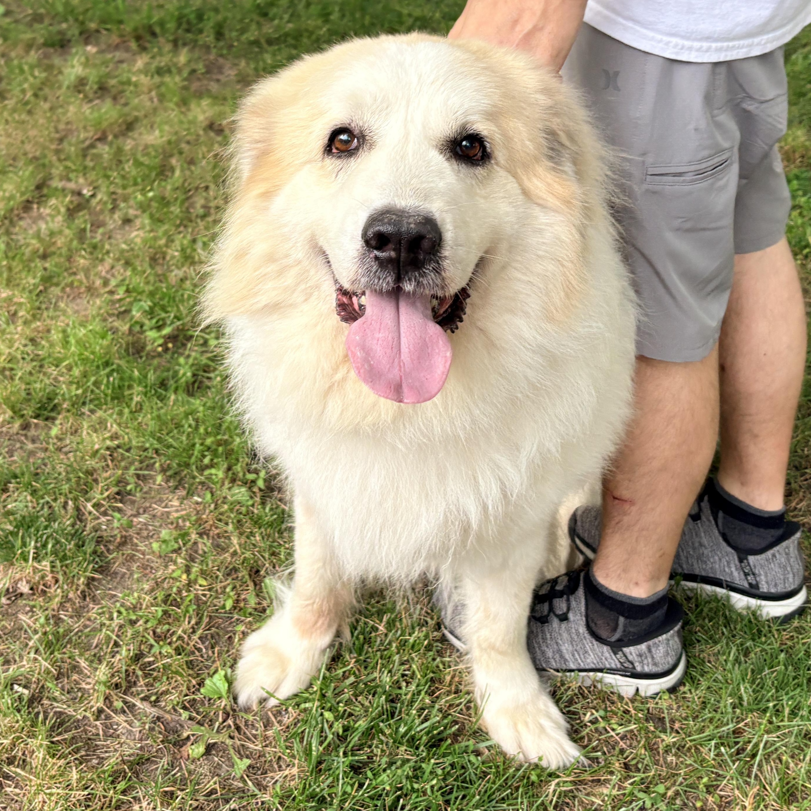 Enlarge Titan - Senior - Good with cats and dogs, a ADOPTABLE Great Pyrenees in Indianapolis, IN image 1/1