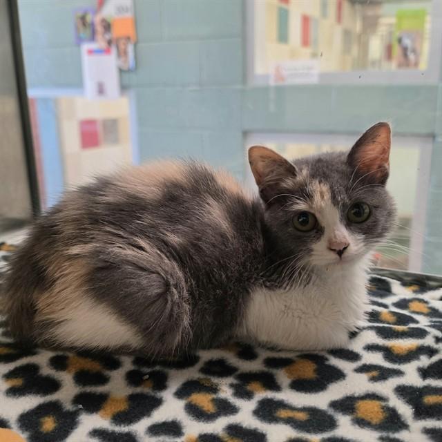 Clara A218109, adopted, Kitten Female Dilute Calico.