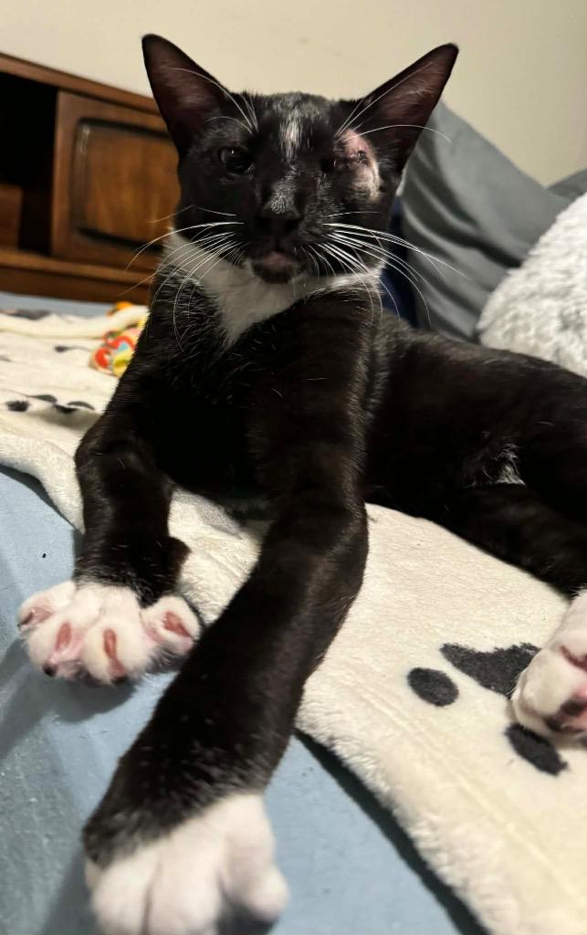 Winky, Adoptable, Young Male Domestic Short Hair.