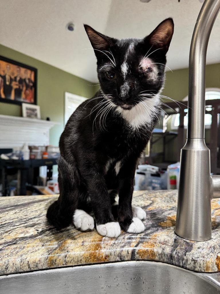 Enlarge Winky, a Adoptable mixed breed in Newnan, GA image 3/6