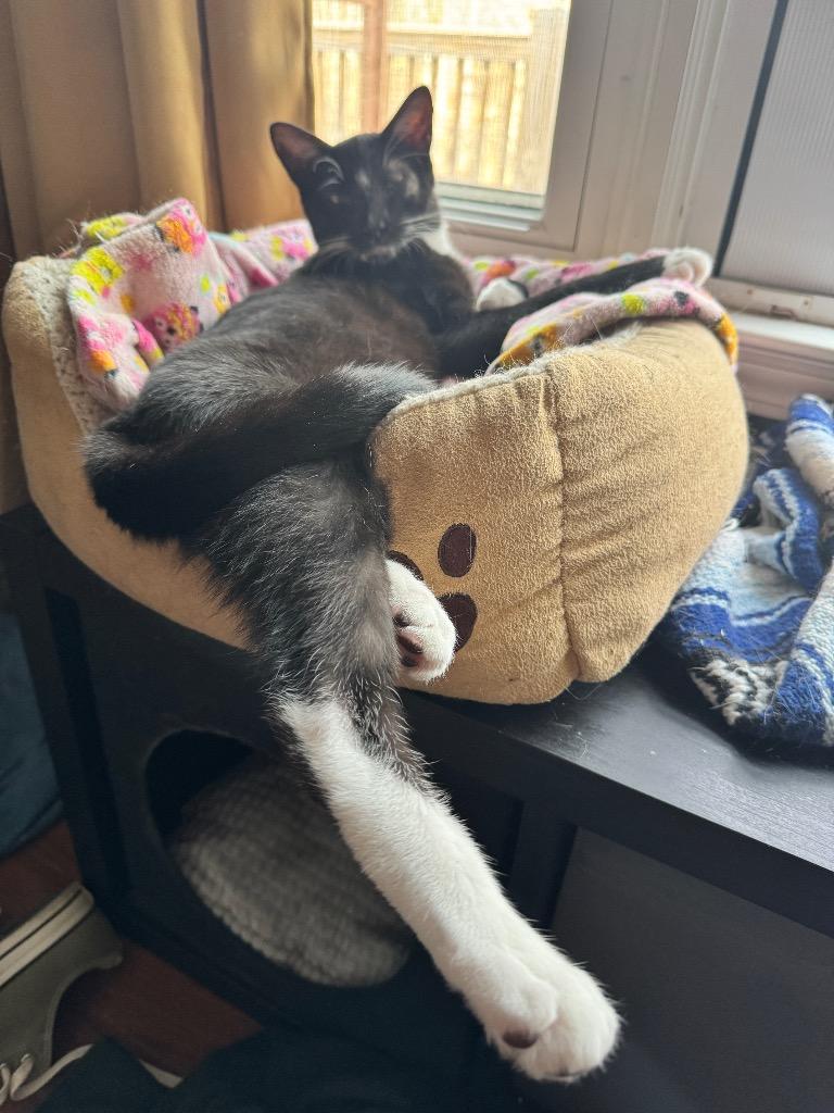 Enlarge Winky, a Adoptable mixed breed in Newnan, GA image 4/6