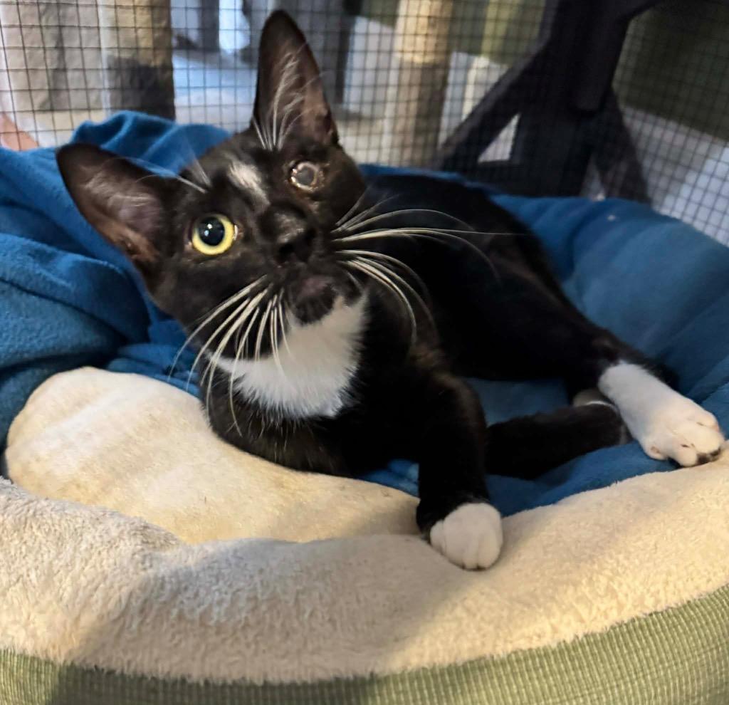 Enlarge Winky, a Adoptable mixed breed in Newnan, GA image 5/6