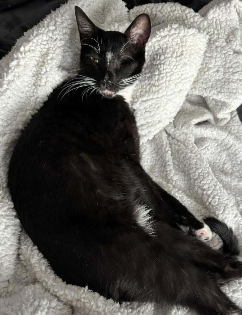 Enlarge Winky, a Adoptable mixed breed in Newnan, GA image 6/6