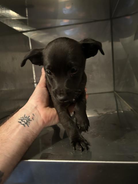 AMETHYST, Adoptable, Puppy Male Chihuahua.