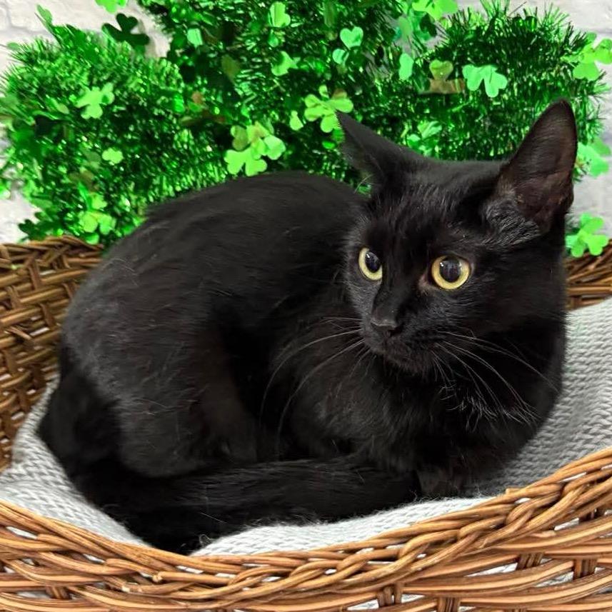 Cinder, Adoptable, Adult Female Domestic Short Hair.