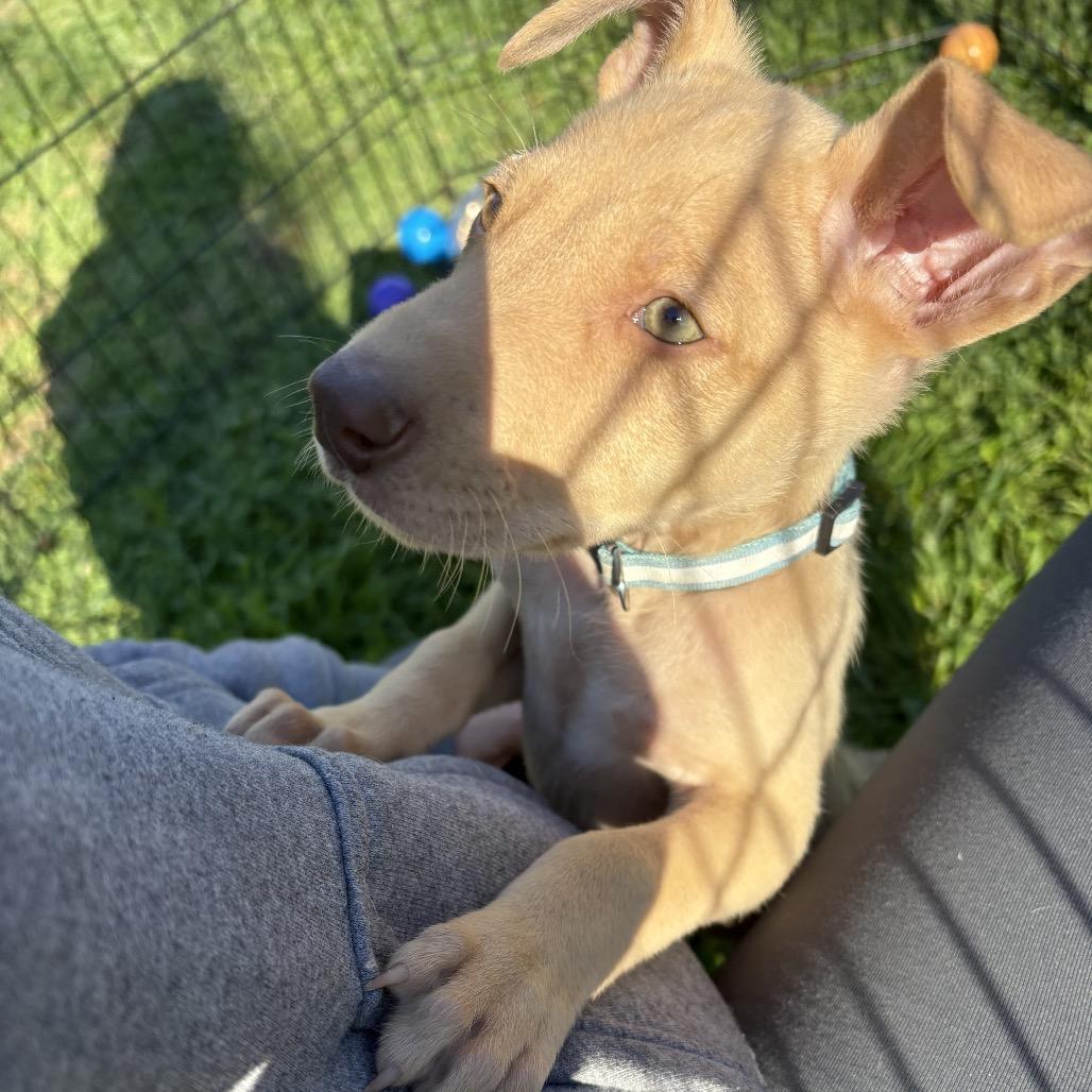 Fizz, Adoptable, Puppy Male Mixed Breed.