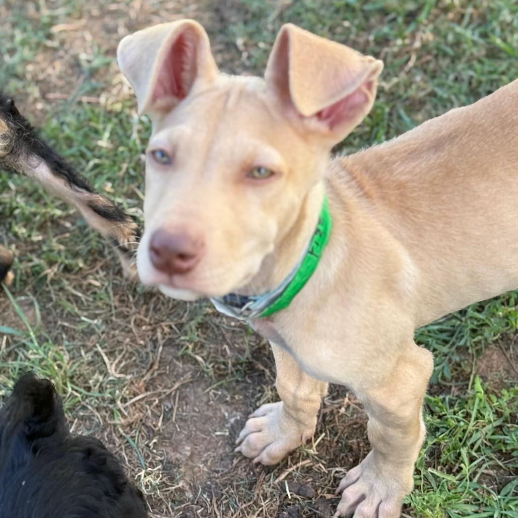 Enlarge Fizz, a Adoptable Mixed Breed in Sacramento, CA image 2/6