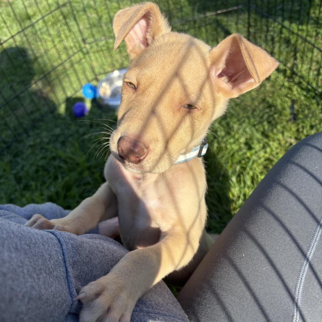 Enlarge Fizz, a Adoptable Mixed Breed in Sacramento, CA image 3/6