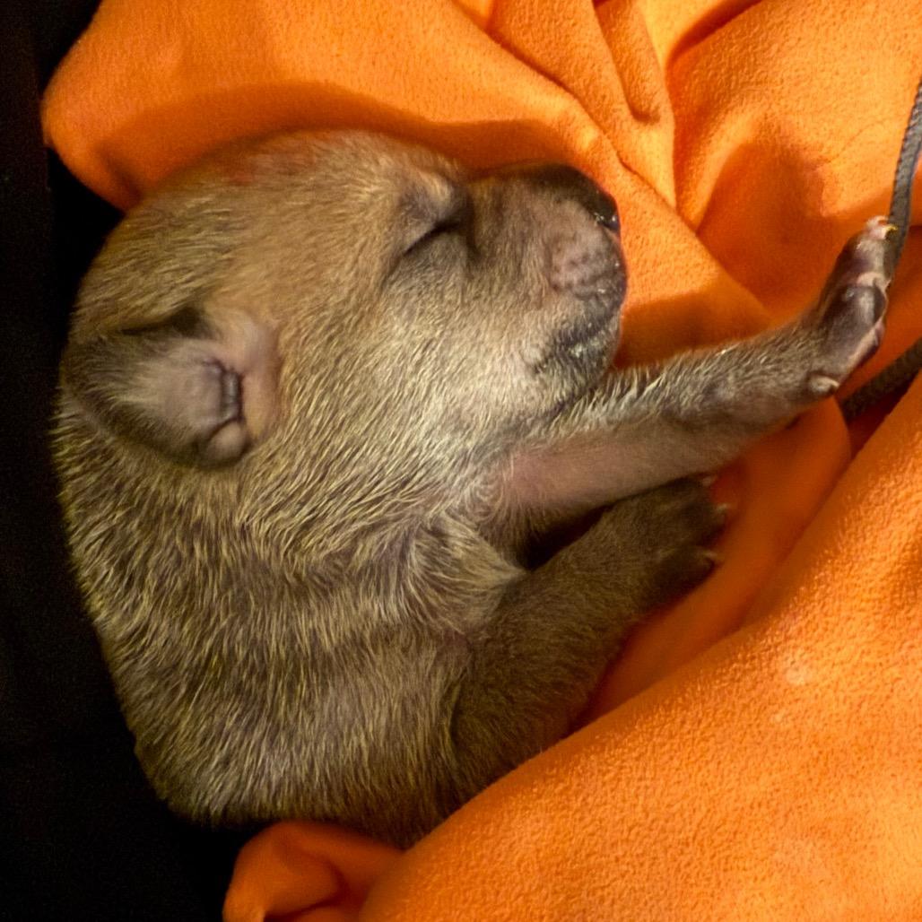 Enlarge Fizz, a Adoptable Mixed Breed in Sacramento, CA image 4/6