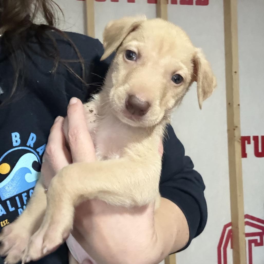 Enlarge Fizz, a Adoptable Mixed Breed in Sacramento, CA image 5/6