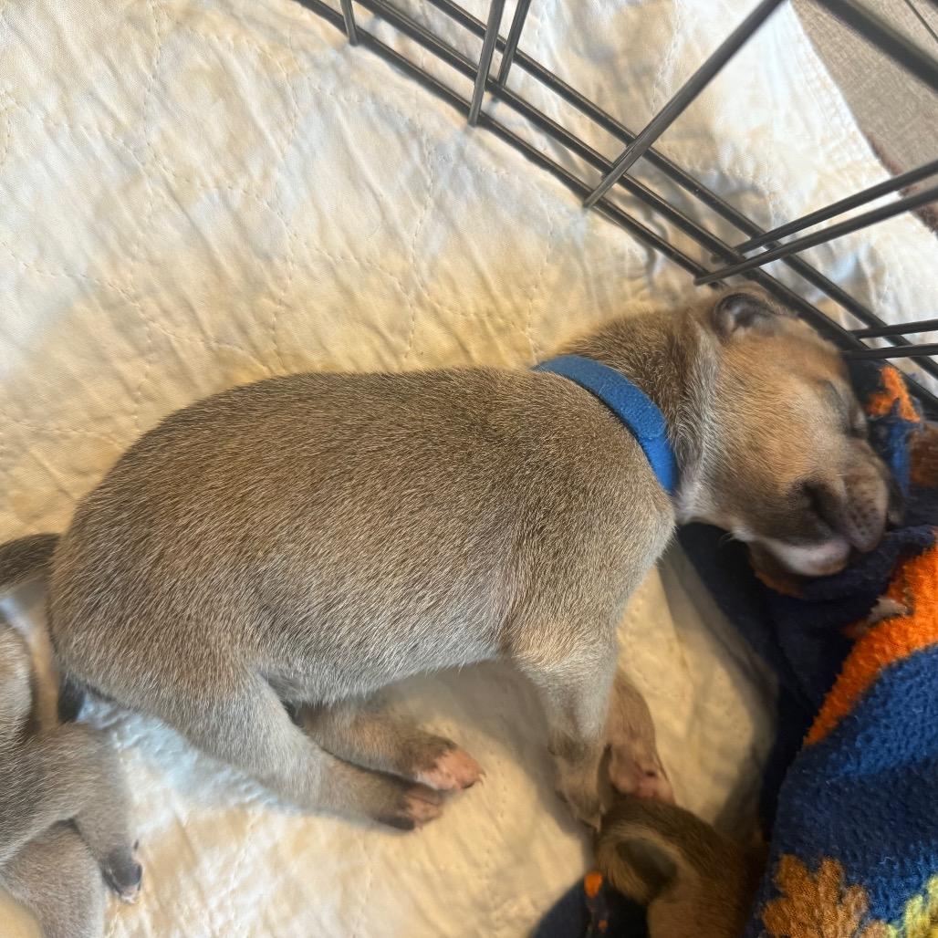 Enlarge Fizz, a Adoptable Mixed Breed in Sacramento, CA image 6/6