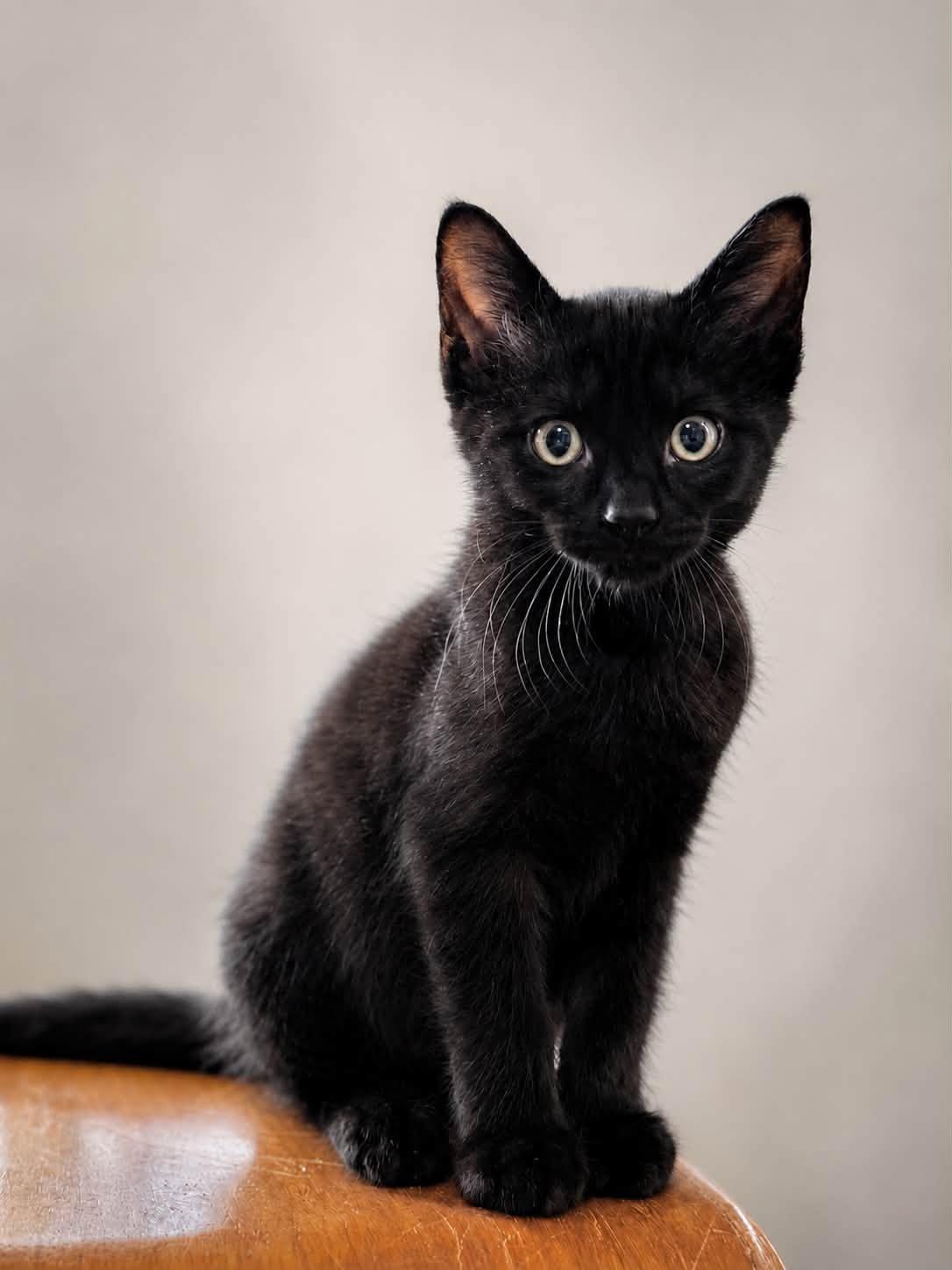 MONROE, adopted, Kitten Male Domestic Short Hair.