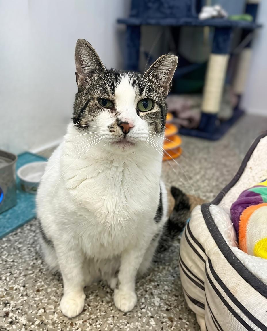 Large Marge, adoptable, Adult Female Domestic Short Hair.