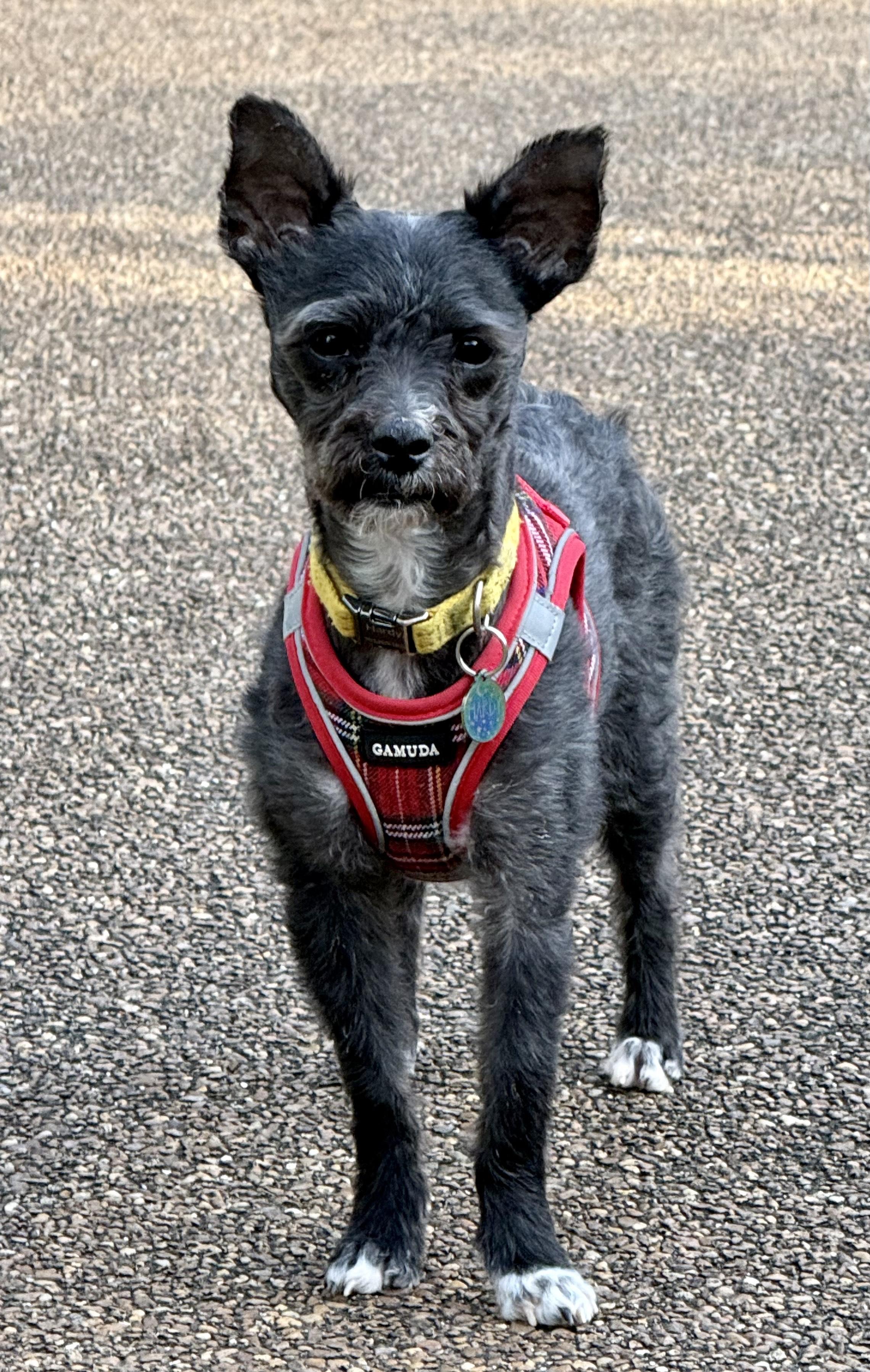 Enlarge Ash, a ADOPTABLE mixed breed in Memphis, TN image 2/5
