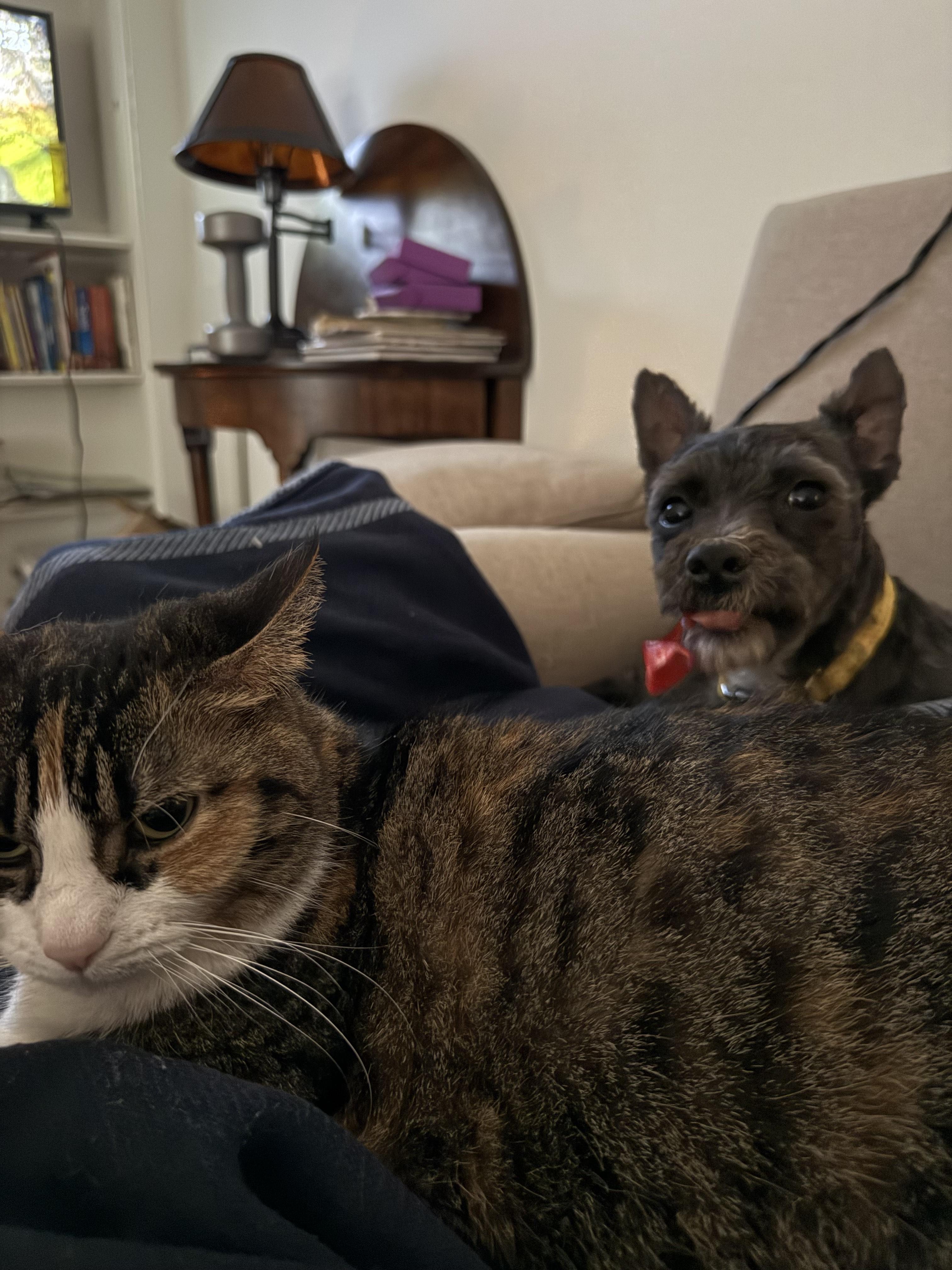 Enlarge Ash, a ADOPTABLE mixed breed in Memphis, TN image 4/5