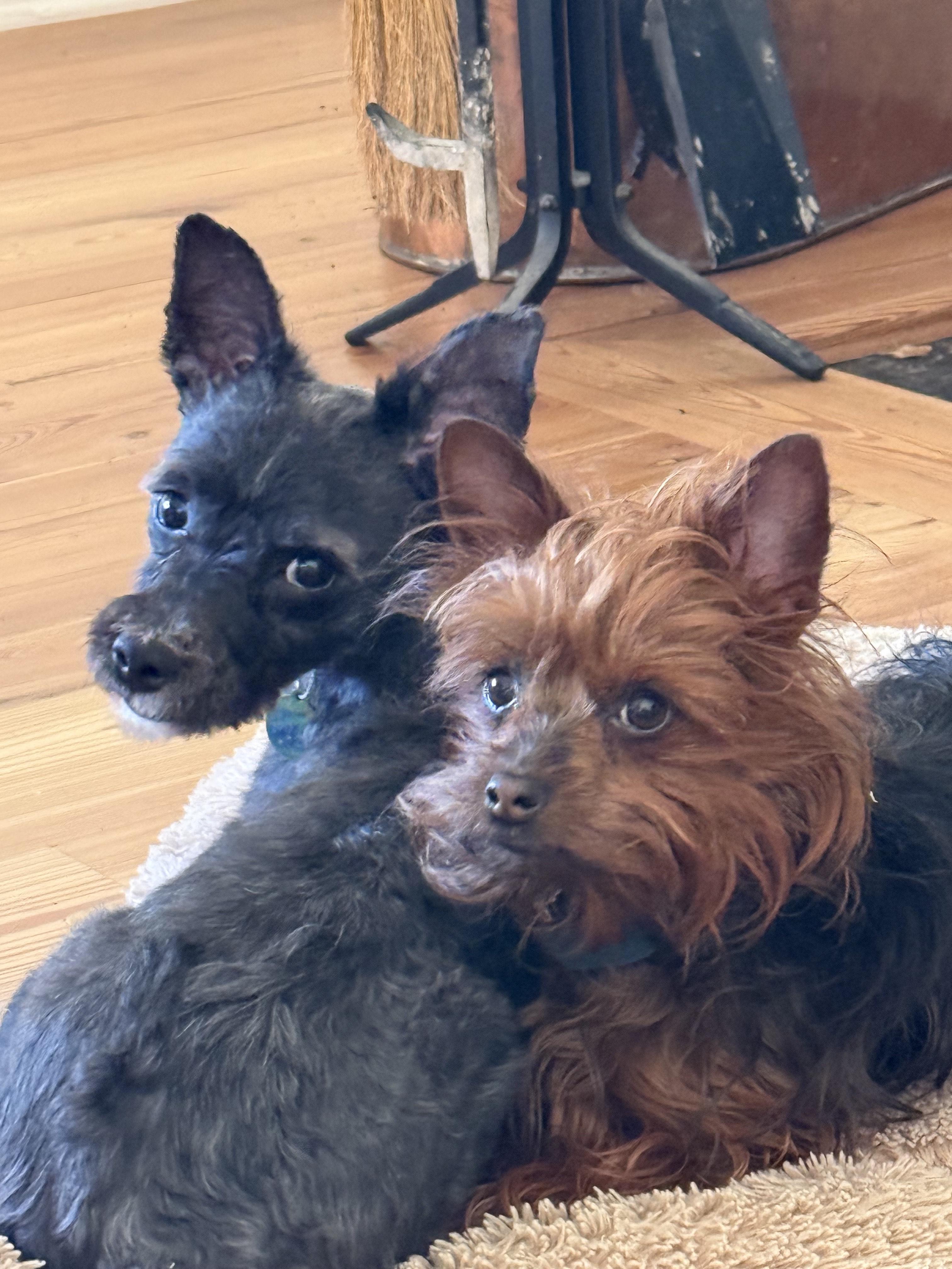 Enlarge Ash, a ADOPTABLE mixed breed in Memphis, TN image 3/5