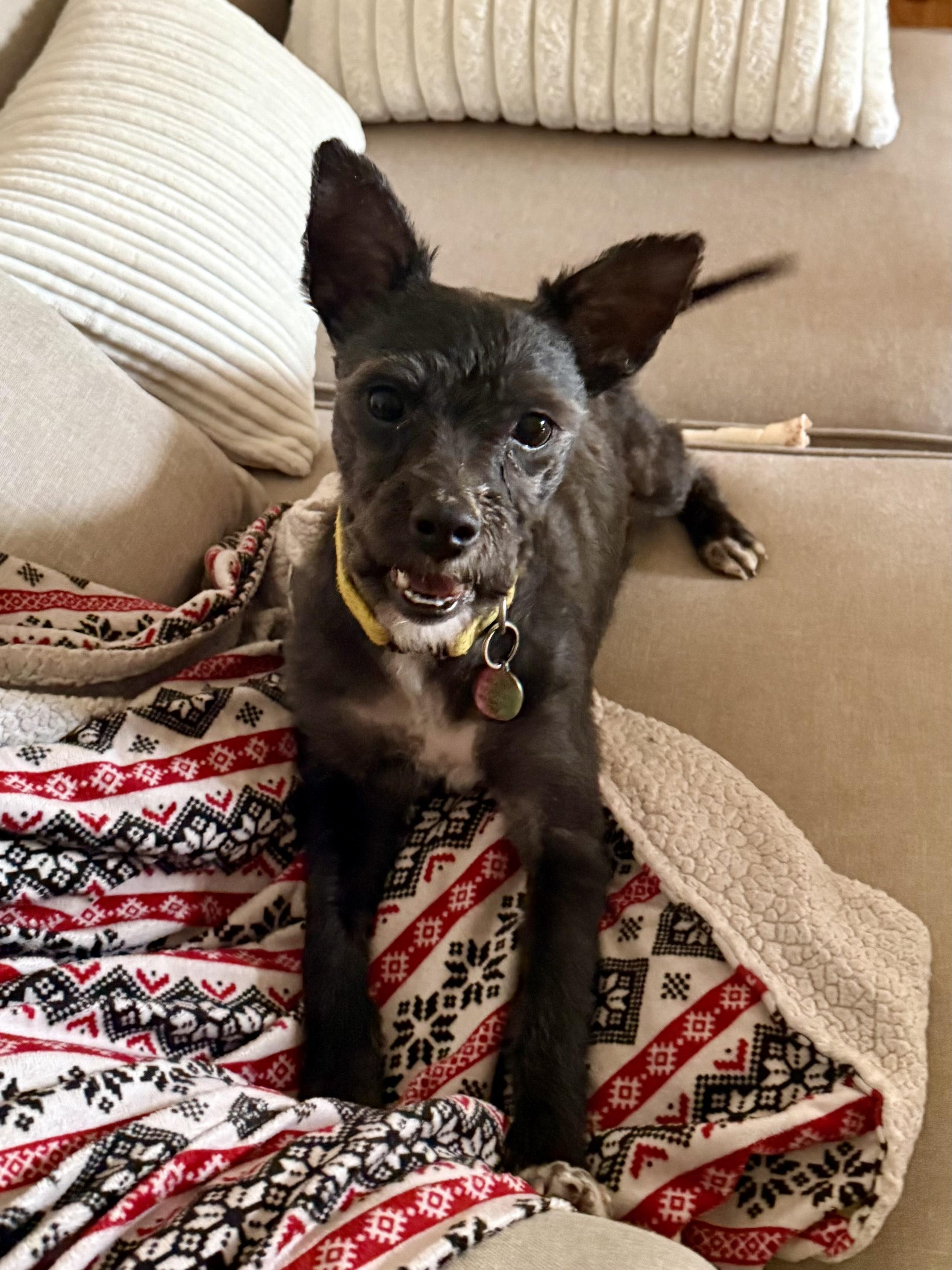 Enlarge Ash, a ADOPTABLE mixed breed in Memphis, TN image 5/5