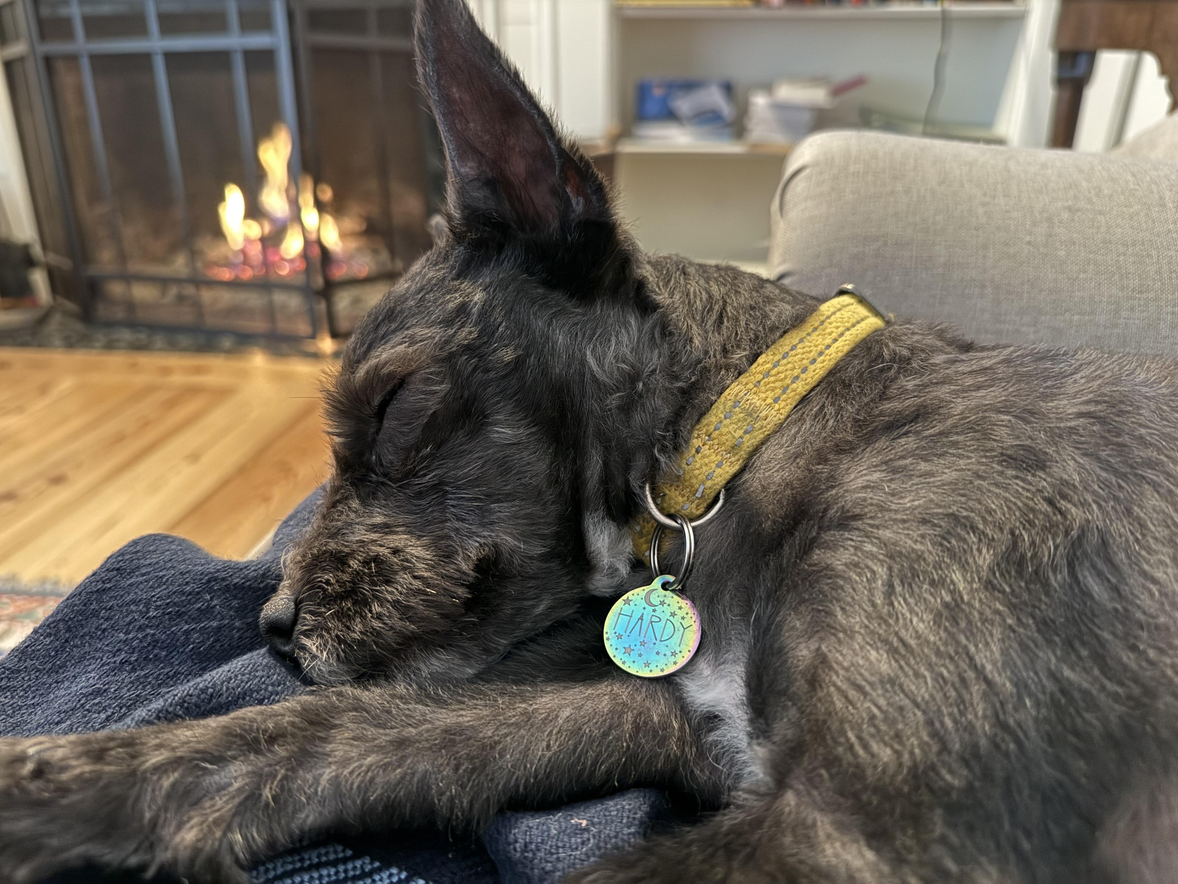 Ash, ADOPTABLE, Adult Male Miniature Schnauzer & Poodle.