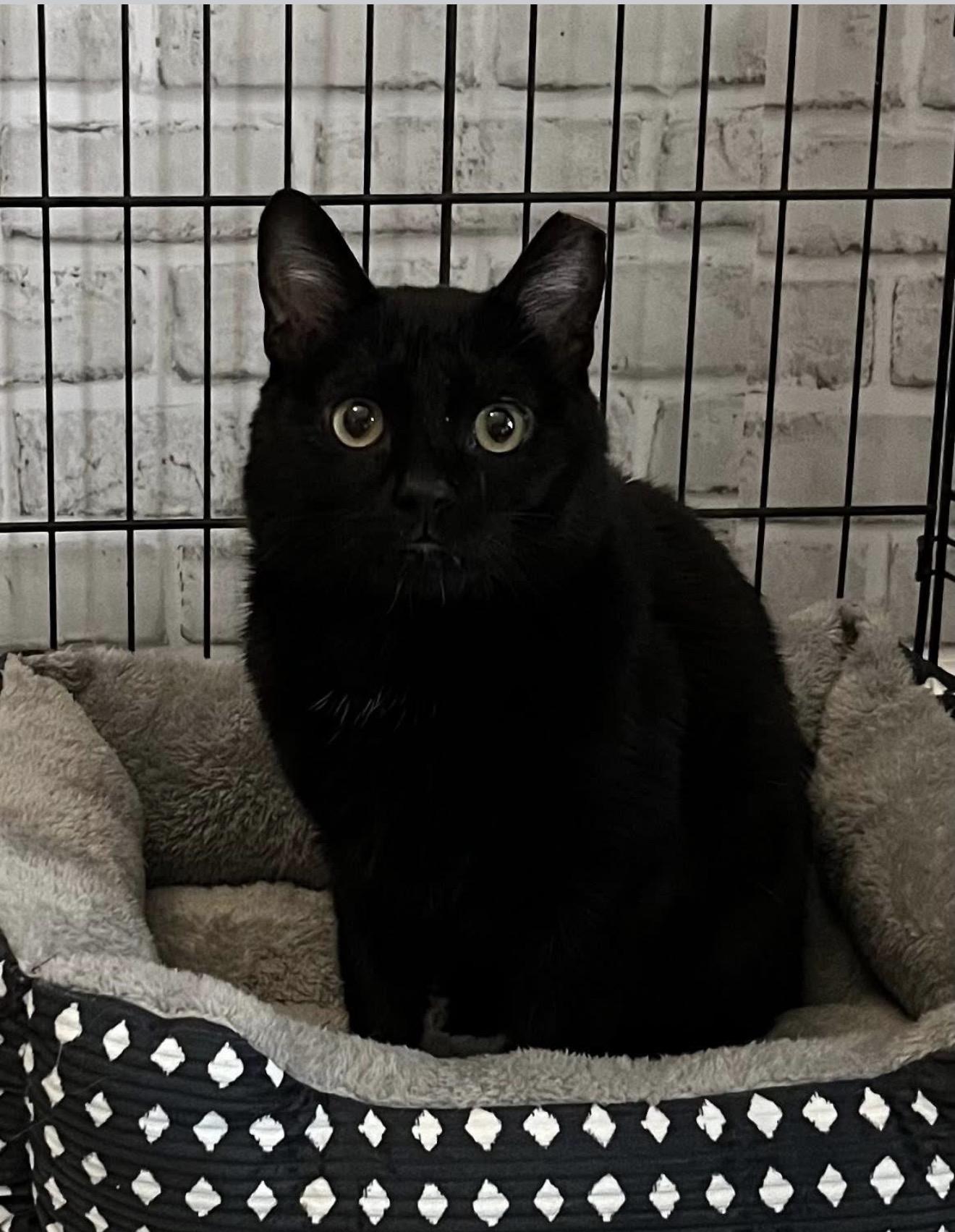 Enlarge Lieutenant Dan, a ADOPTABLE Domestic Short Hair in Palatine, IL image 1/2