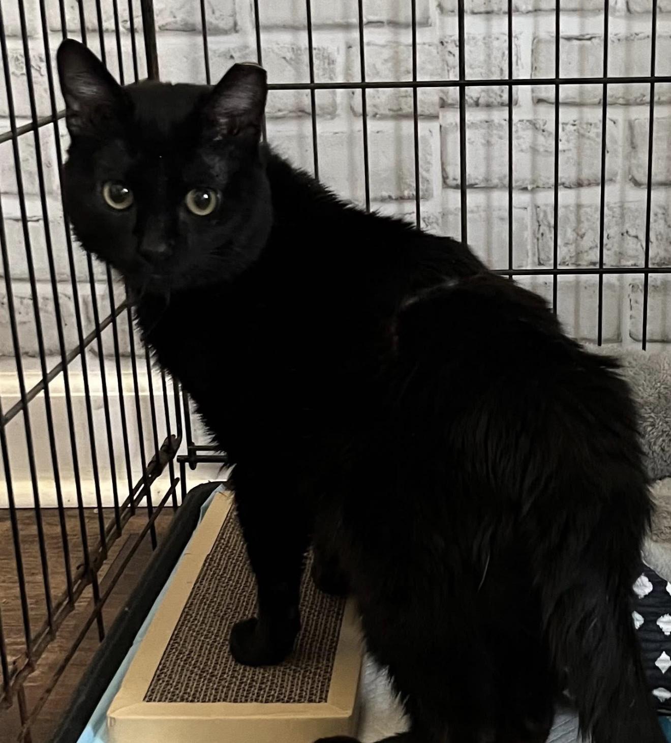 Enlarge Lieutenant Dan, a ADOPTABLE Domestic Short Hair in Palatine, IL image 2/2
