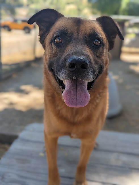 Enlarge Rusty Boy, a Adoptable mixed breed in Mountain Center, CA image 2/6