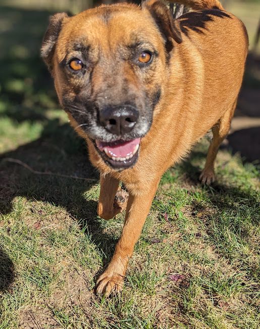Enlarge Rusty Boy, a Adoptable mixed breed in Mountain Center, CA image 3/6