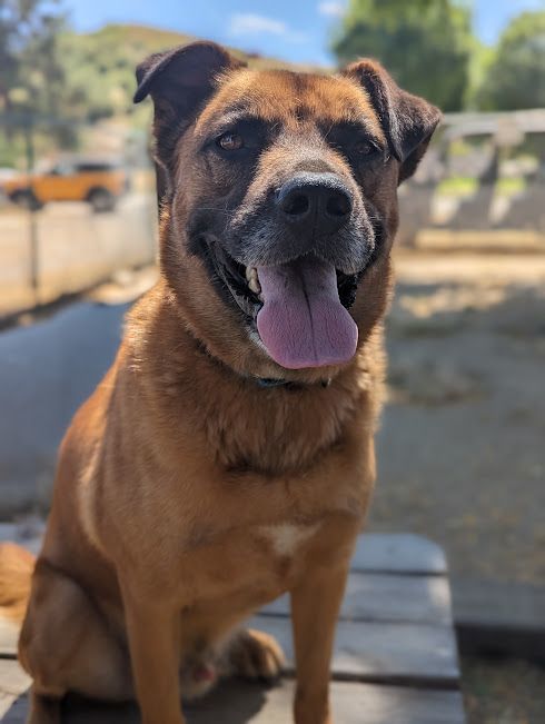 Enlarge Rusty Boy, a Adoptable mixed breed in Mountain Center, CA image 4/6