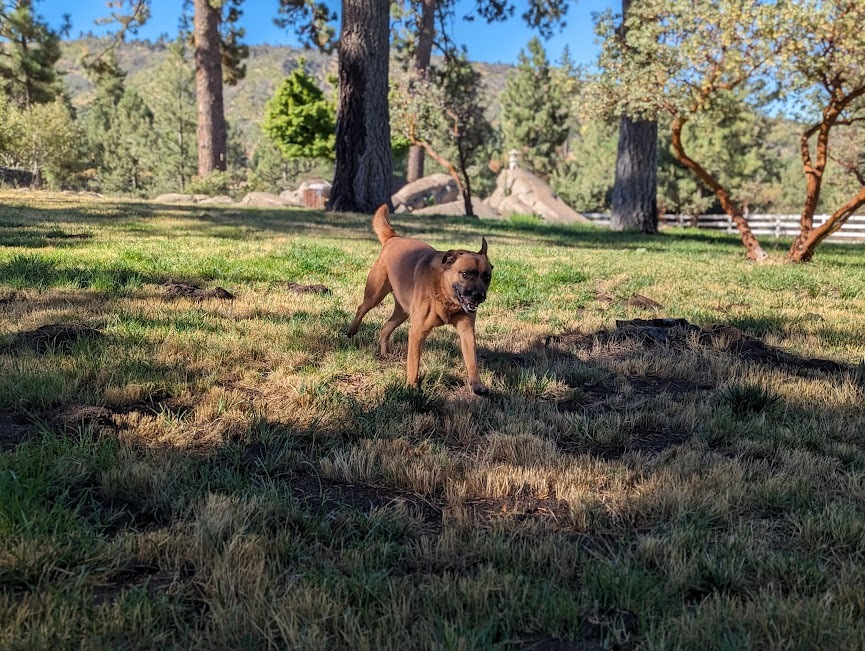 Enlarge Rusty Boy, a Adoptable mixed breed in Mountain Center, CA image 5/6