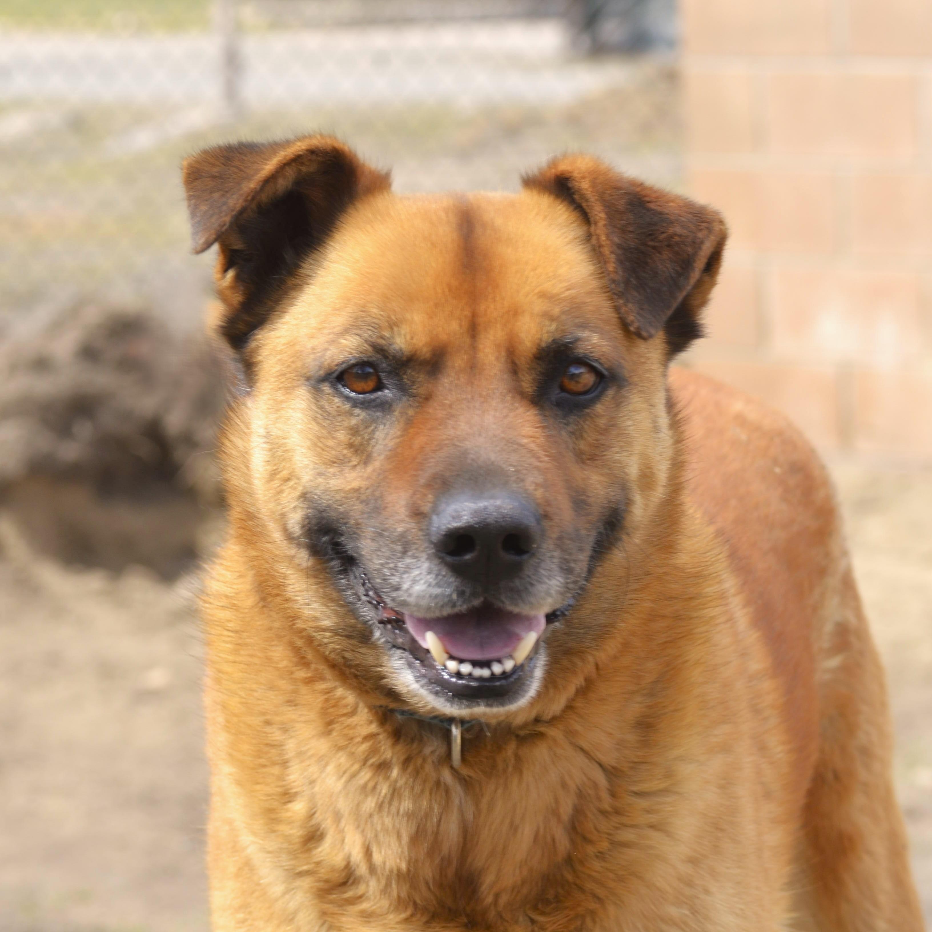 Rusty Boy, Adoptable, Adult Male Shepherd.