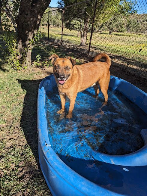 Enlarge Rusty Boy, a Adoptable mixed breed in Mountain Center, CA image 6/6