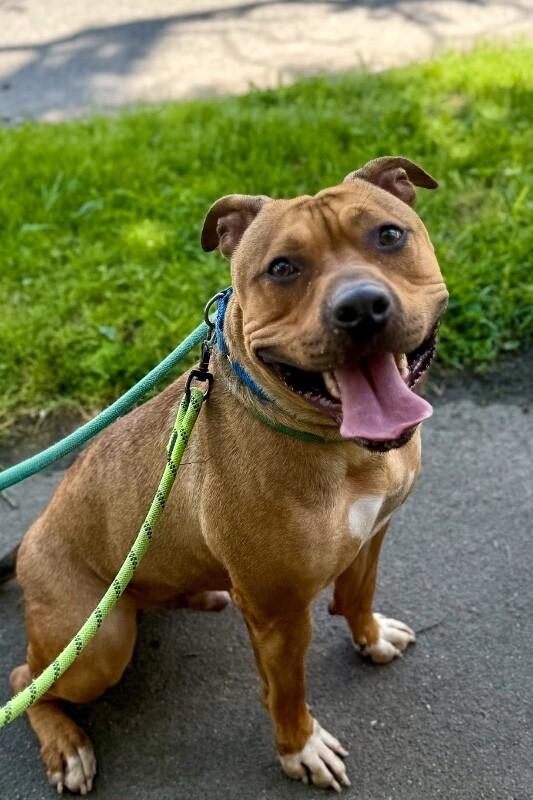 Enlarge Edward Cullen, a Adoptable Mixed Breed in Miamitown, OH image 2/4