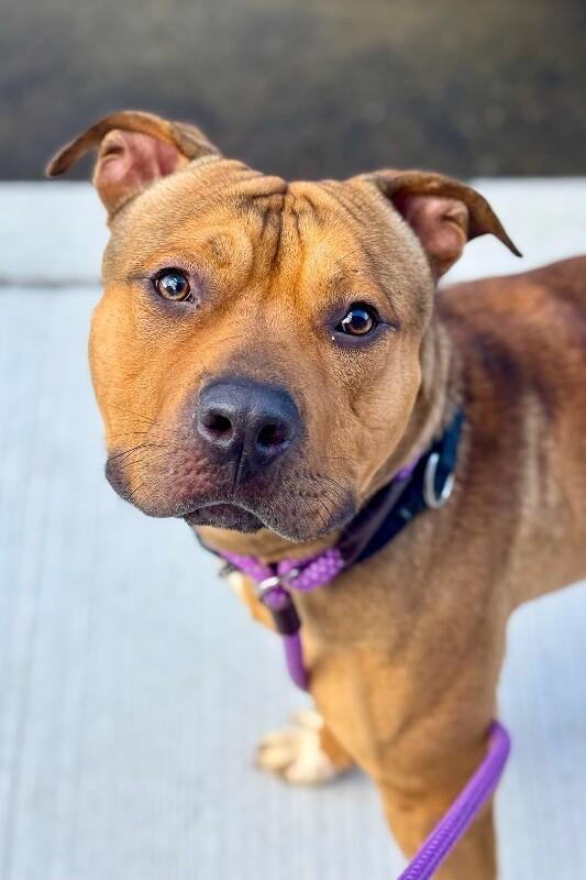 Enlarge Edward Cullen, a Adoptable Mixed Breed in Miamitown, OH image 1/4