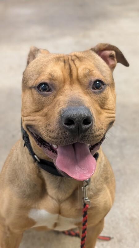 Enlarge Edward Cullen, a Adoptable Mixed Breed in Miamitown, OH image 3/4