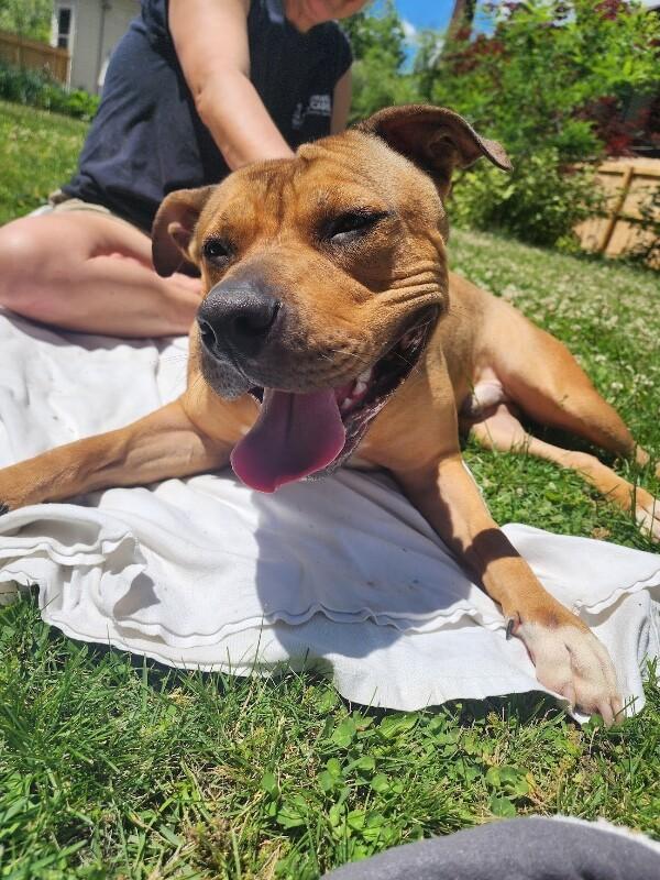 Enlarge Edward Cullen, a Adoptable Mixed Breed in Miamitown, OH image 4/4
