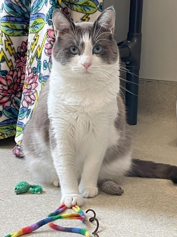 Yahtzee, Adoptable, Adult Male Domestic Short Hair.