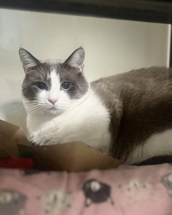 Enlarge Yahtzee, a Adoptable mixed breed in Santa Rosa, CA image 2/6