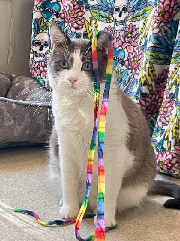 Yahtzee, Adoptable, Adult Male Domestic Short Hair.